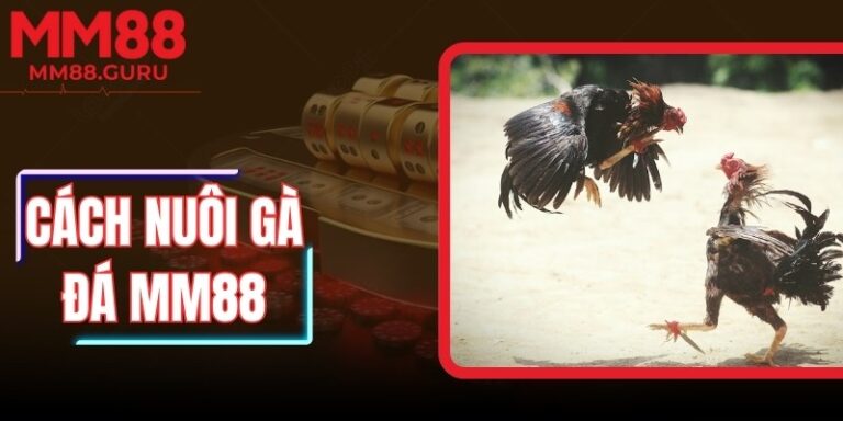 Cách Nuôi Gà Đá Mm88 – Quy Trình Chăm Chiến Kê Chuẩn