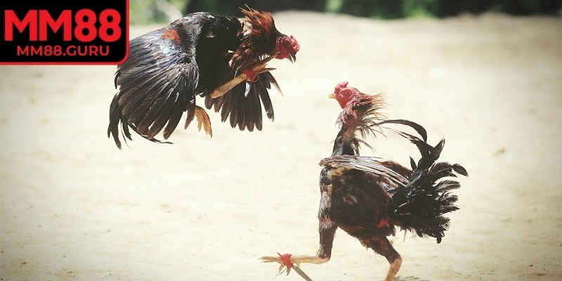 Gà đá càng tốt cơ hội thắng của bạn càng cao 