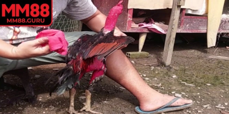 Chế độ chăm sóc và luyện tập khoa học giúp gà phát triển toàn diện hơn