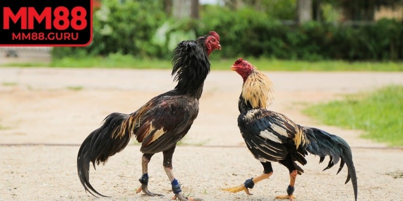 Học cách nuôi gà đá MM88 để có những chiến kê bất bại