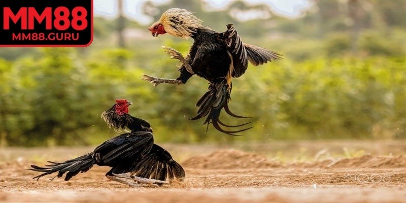 Theo dõi sát sao mọi chuyển động trong suốt thời gian trận đấu diễn ra.