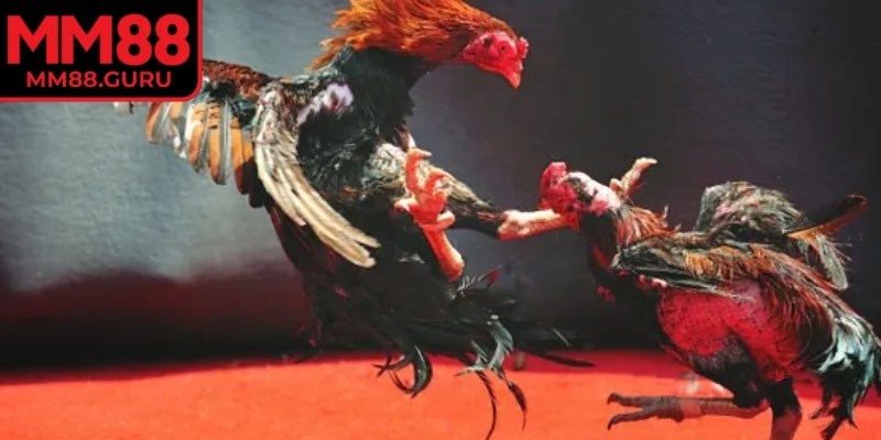 Tuân thủ hệ thống luật lệ chuẩn hóa bảo đảm mọi diễn biến đều rõ ràng