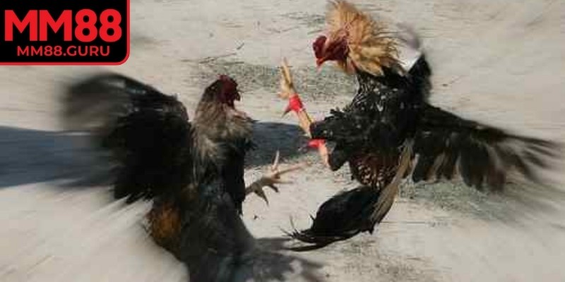Đá gà chọi C1 MM88 nổi bật nhờ nhịp độ thi đấu thiên về sức bền