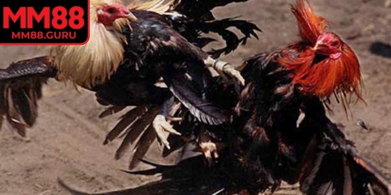 Chiến kê đứng vững tới cuối trận sẽ là chiến kê thắng