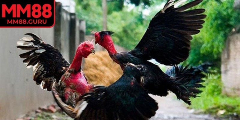 Nhiều trận đấu được tổ chức liên tục suốt cả ngày