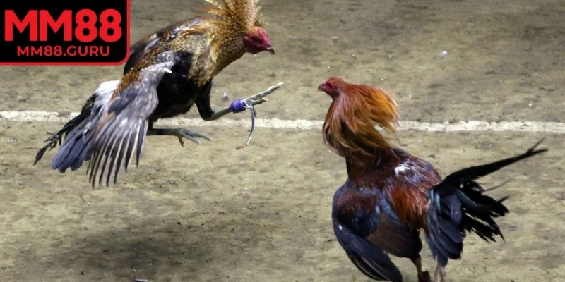 Cơ chế thanh toán tự động giúp bạn yên trong quá trình chơi