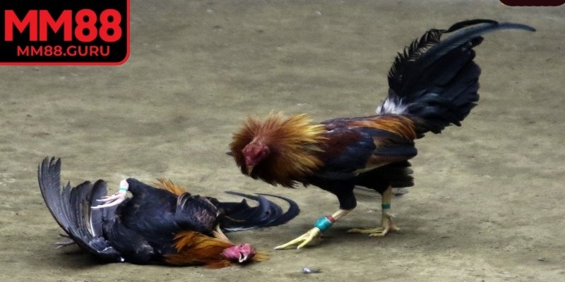 Đá gà cựa sắt MM88 được tạo nên dựa trên luật thi đấu của đá gà truyền thống