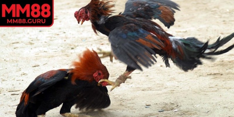 Quyết định xử lý vi phạm sẽ thuộc thẩm quyền của ban tổ chức