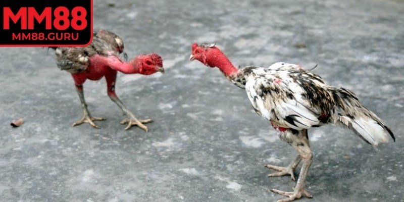 Các trận đấu đều được trực tiếp đến người xem