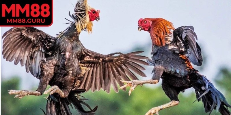 Đá Gà Thomo MM88 – Sân Chơi Thượng Hạng Cho Mọi Kê Thủ 2 Cộng thưởng tự động là một lợi thế của đá gà Thomo MM88