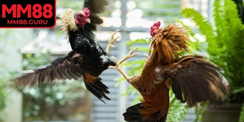 Đá Gà Thomo MM88 – Sân Chơi Thượng Hạng Cho Mọi Kê Thủ 1 Tham gia đá gà Thomo MM88 để tận hưởng những cú đá nhãn