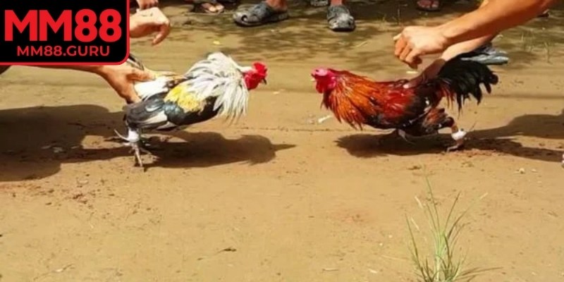 Đá Gà Thomo MM88 – Sân Chơi Thượng Hạng Cho Mọi Kê Thủ 3 Trọng tài là người quyết định kết quả sau cùng của cuộc giao chiến