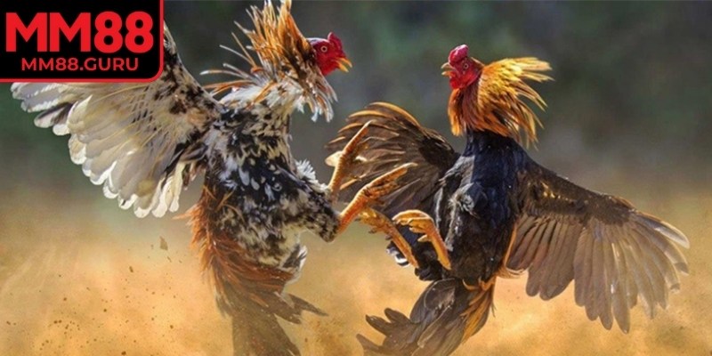 Đá gà tre MM88 là gì?