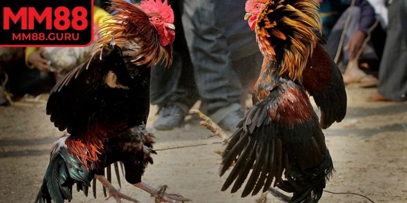  Thưởng nhận tức thì, rút tiền nhanh gọn trong vài bước