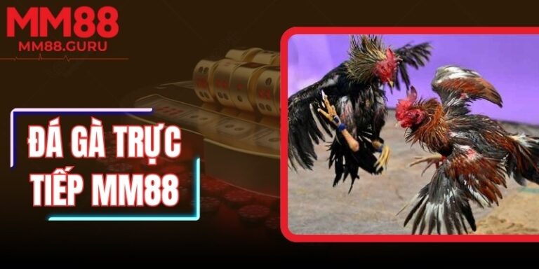 Đá Gà Trực Tiếp MM88 – Kịch Tính Từng Phút Giây