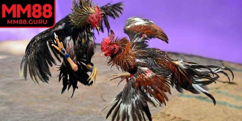 Giới thiệu chung về đá gà trực tiếp MM88