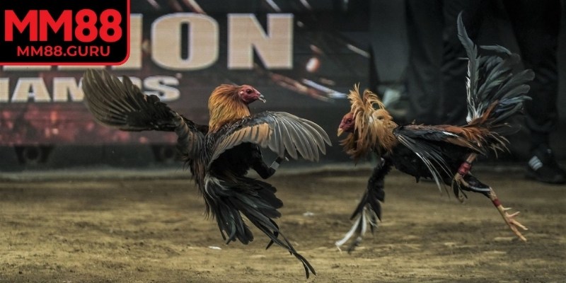 Thao tác đơn giản với đá gà M88