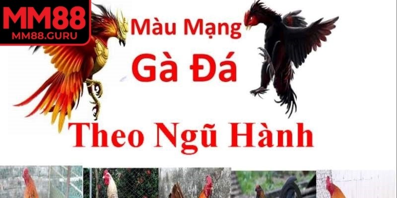 Tham khảo màu mạng đá gà theo ngày MM88 để có sự tự tin khi tham gia trận đấu
