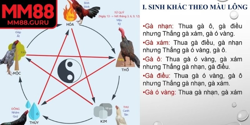 Ý nghĩa và đặc tính riêng của từng sắc gà